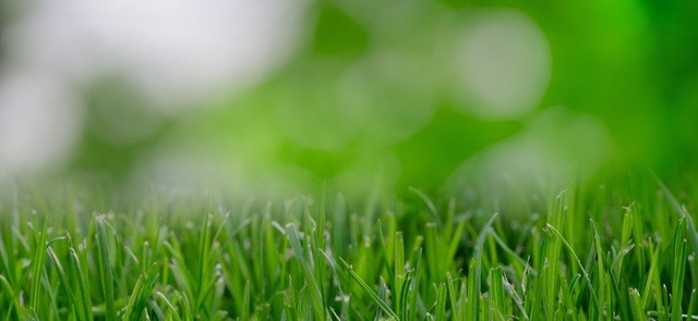 Scottsdale green grass
