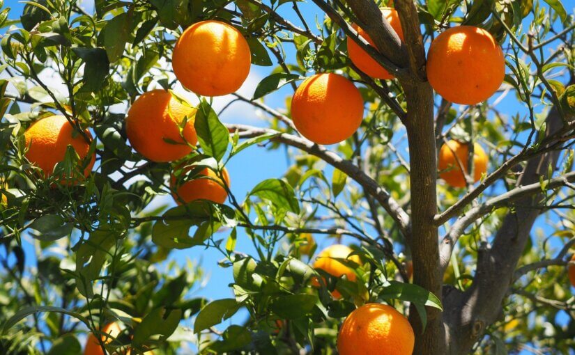 use citrus trees to add color to your desert landscaping