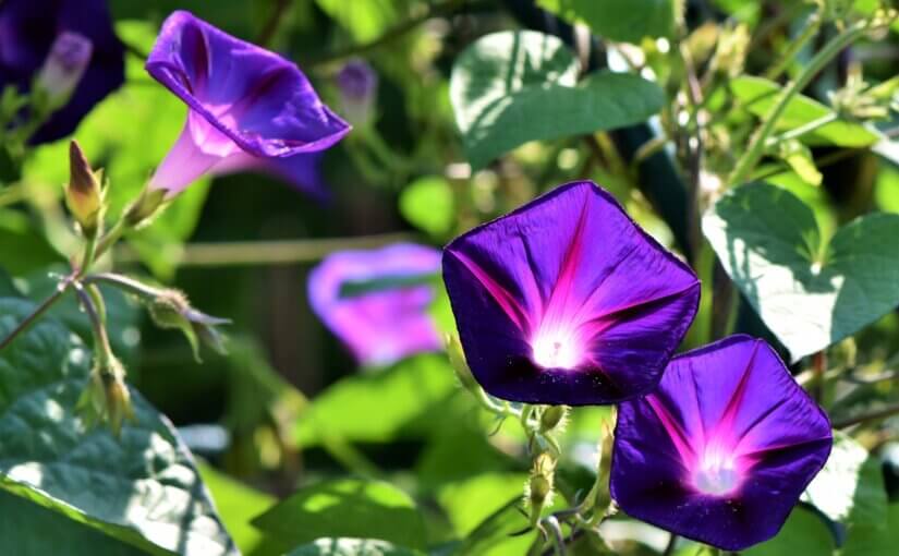 Add morning glories to your rotation of Arizona plants