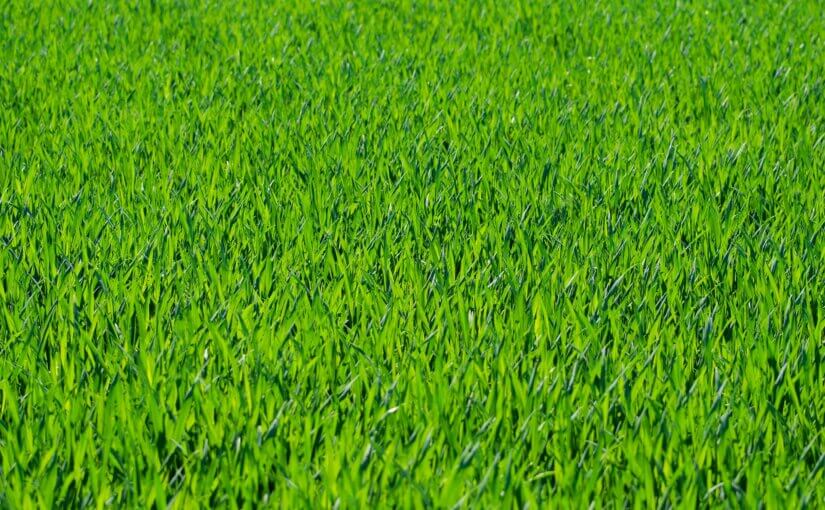 Shot of newly set artificial grass